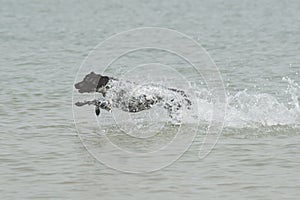 Adult female dog jumping and splashing in the water at summer