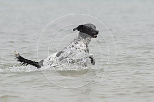 Adult female dog jumping and splashing in the water at summer