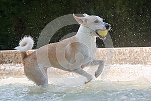 Adult female dog playing and running happily with a tennis ball in a fountain