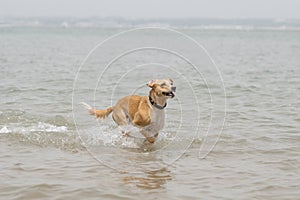 Adult female dog running in the beach at summer