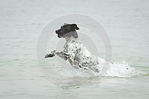 Adult female dog running and splashing through the water in the beach