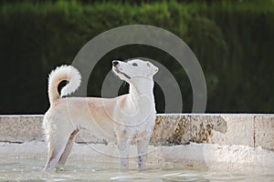 Adult female dog standing and looking up in a fountain