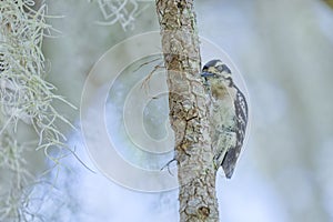 Adult female Downy Woodpecker Presses Her Cheek Against a Tree Limb