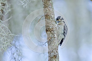 An adult female Eastern Downy Woodpecker searches for insects on a tree limb