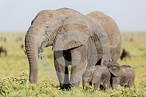 Adult female Elephant feeding with her twin babies, Serengeti, Tanzania