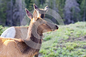 Adult Female Elk Cervus canadensis in the Mountains in Rocky Mountain National Park in Colorado