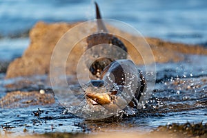 Adult female European Otter  Lutra lutra rushing out of water towards camera with a large fish pursued by her cub