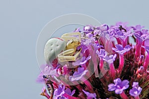 Flower Crab Spider - Misumena vatia, lying in wait.