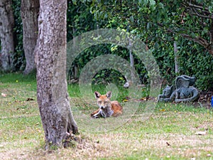 An adult female fox resting in an urban garden