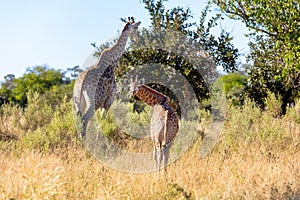 Adult female giraffe with calf, Namibia Africa