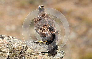 Adult female golden eagle