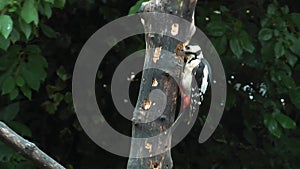 Adult female great spotted woodpecker boring a hole in a tree stump