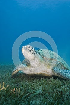 Adult female Green turtle on seagrass. photo