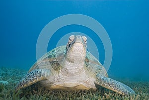Adult female Green turtle on seagrass, front view. photo