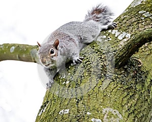 Adult female Grey Squirrel seen watching, seen near its drey on a large tree.