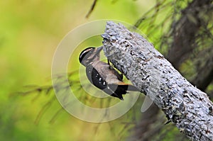 Adult female Hairy Woodpecker