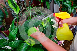 Adult female hands spraying water on indoor house plant. Household concept. Selective focus