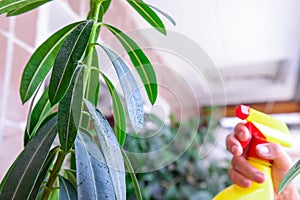 Adult female hands spraying water on indoor house plant. Household concept. Selective focus