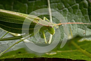 Adult Female haneropterine Katydid