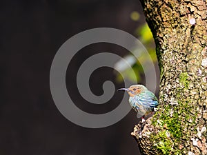 Adult female honeycreeper on tree