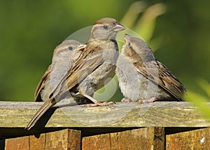 An adult female house sparrow passer domesticus feeding babies