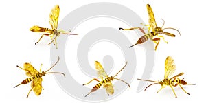 Adult female Ichneumon Wasp Neotheronia bicincta floridana - with long ovipositor isolated on white background. Orange and yellow