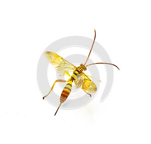 Adult female Ichneumon Wasp Neotheronia bicincta floridana - with long ovipositor isolated on white background. Orange and yellow