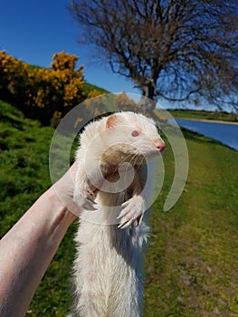 Adult female jill ferret.  2 years old