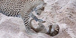 Adult female leopard and cub playing harmlessly in the sand at Sabi Sands safari park, Kruger, South Africa