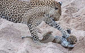 Adult female leopard and cub playing harmlessly in the sand at Sabi Sands safari park, Kruger, South Africa