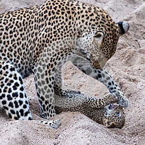 Adult female leopard and cub playing harmlessly in the sand at Sabi Sands safari park, Kruger, South Africa