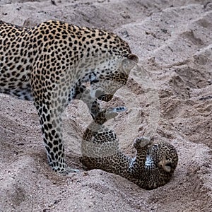 Adult female leopard and cub playing in the sand at Sabi Sands safari park, Kruger, South Africa