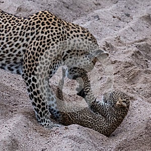Adult female leopard and cub playing in the sand at Sabi Sands safari park, Kruger, South Africa