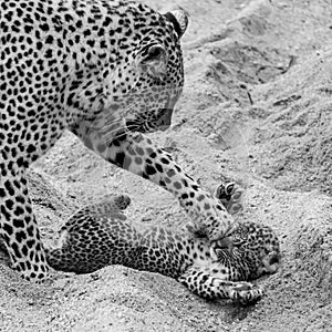 Adult female leopard and cub playing in the sand at Sabi Sands safari park, Kruger, South Africa