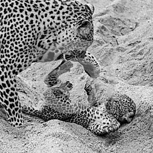 Adult female leopard and cub playing in the sand at Sabi Sands safari park, Kruger, South Africa