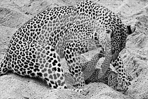 Adult female leopard and cub playing in the sand at Sabi Sands safari park, Kruger, South Africa