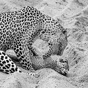 Adult female leopard and cub playing in the sand at Sabi Sands safari park, Kruger, South Africa