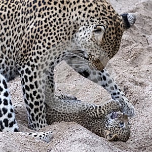 Adult female leopard and cub playing in the sand at Sabi Sands safari park, Kruger, South Africa