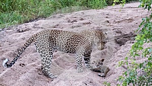 Adult female leopard and cub playing in the sand at Sabi Sands safari park, Kruger, South Africa photo