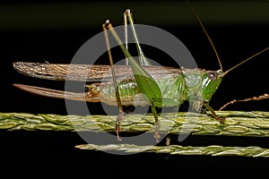 Adult Female Lesser Meadow Katydid