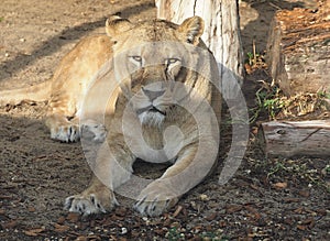 Adult female lion.