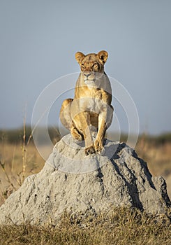 Adult female lioness sitting on a large termite mound in Savuti in Botswana