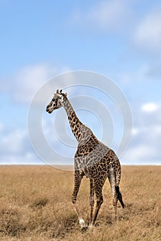 Adult female Masai Giraffe