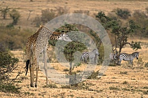 Adult female Masai Giraffe