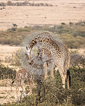 Adult female Masai Giraffe with calf