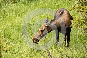 Adult Female Moose in Colorado