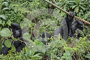 Adult female mountain gorilla holding a branch while an adolescent gorilla looks on