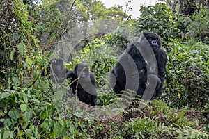 Adult female mountain gorilla holding very young gorilla with two others looking on