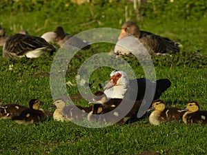 Adult female of muscovy duck sittin in the grass with its babies