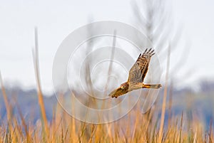 Adult female northern harrier (Circus hudsonius) in flight over brown marsh plants, winged extended